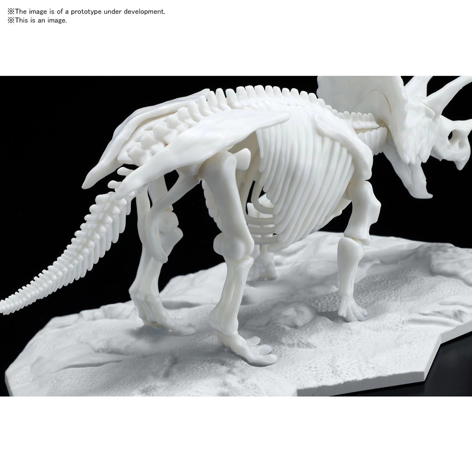 Bandai DINOSAUR MODEL KIT LIMEX SKELETON Triceratops - Image 6